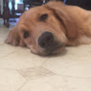 Meet your Posher, Joe-jacqueline